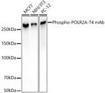 Phospho-RNA pol II CTD (Thr4) Recombinant Rabbit Monoclonal Antibody (10A5H5)