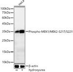 Phospho-CDK1 (Tyr15) Antibody in Western Blot (WB)