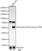 Phospho-p70 S6 Kinase (Thr389) Recombinant Rabbit Monoclonal Antibody (3Z6N4)