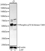 Phospho-p70 S6 Kinase (Thr389) Antibody in Western Blot (WB)