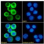 CD3e Chimeric Recombinant Rabbit Monoclonal Antibody (898H2-6-15)