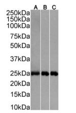 CD3e Chimeric Antibody in Western Blot (WB)