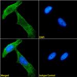 NG2 Chimeric Recombinant Rabbit Monoclonal Antibody (9.2.27)