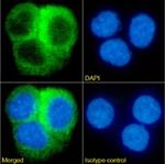 CRP Chimeric Antibody in Immunocytochemistry (ICC/IF)