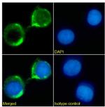 CD8 Chimeric Antibody in Immunocytochemistry (ICC/IF)