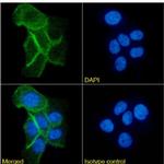 CD73 Chimeric Antibody in Immunocytochemistry (ICC/IF)
