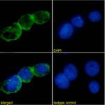 CD47 Chimeric Recombinant Rabbit Monoclonal Antibody (mIAP430)
