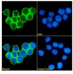 CD47 Chimeric Antibody in Immunocytochemistry (ICC/IF)