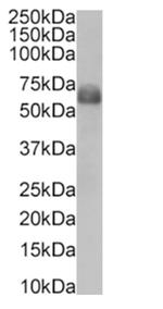 CD47 Chimeric Antibody in Western Blot (WB)