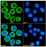 CD47 Chimeric Recombinant Rabbit Monoclonal Antibody (h4C1)
