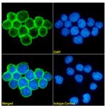 CD47 Chimeric Antibody in Immunocytochemistry (ICC/IF)