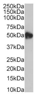 CD47 Chimeric Antibody in Western Blot (WB)