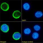 CD34 Chimeric Antibody in Immunocytochemistry (ICC/IF)
