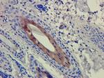 Clenoliximab Chimeric Antibody in Immunohistochemistry (Paraffin) (IHC (P))
