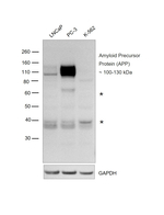 beta Amyloid Recombinant Mouse Monoclonal Antibody (6E10)