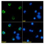 CEACAM8 Recombinant Mouse Monoclonal Antibody (BW 250/183)