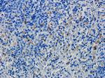 CD19 Antibody in Immunohistochemistry (Paraffin) (IHC (P))