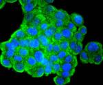 PTEN Antibody in Immunocytochemistry (ICC/IF)