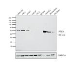 PTEN Antibody in Western Blot (WB)