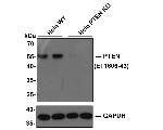 PTEN Antibody in Western Blot (WB)