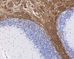 MAG Antibody in Immunohistochemistry (Paraffin) (IHC (P))