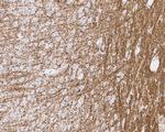 MAG Antibody in Immunohistochemistry (Paraffin) (IHC (P))