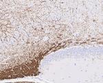 MAG Antibody in Immunohistochemistry (Paraffin) (IHC (P))