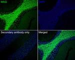 MAG Antibody in Immunohistochemistry (Paraffin) (IHC (P))
