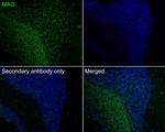 MAG Antibody in Immunohistochemistry (Paraffin) (IHC (P))