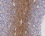 MAG Antibody in Immunohistochemistry (Paraffin) (IHC (P))