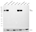 MAG Antibody in Western Blot (WB)