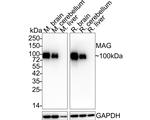 MAG Antibody in Western Blot (WB)
