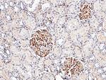 ICAM-2 Monoclonal Antibody (06)