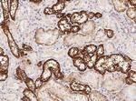 CDH16 Antibody in Immunohistochemistry (Paraffin) (IHC (P))