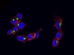 LAMP1 Monoclonal Antibody (07)