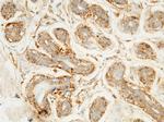 LAMP1 Antibody in Immunohistochemistry (Paraffin) (IHC (P))