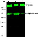 LAMP1 Antibody in Immunoprecipitation (IP)