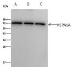 HSP70 Antibody in Immunoprecipitation (IP)