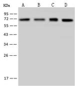 HSP70 Antibody in Western Blot (WB)