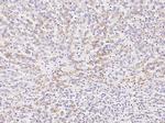 BST-2 Monoclonal Antibody (01)