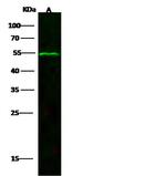 p53 Antibody in Western Blot (WB)