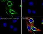 RAB1A Antibody in Immunocytochemistry (ICC/IF)