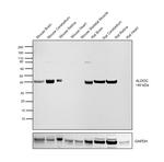 Aldolase C Antibody in Western Blot (WB)