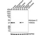 Aldolase C Antibody in Western Blot (WB)
