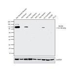 MUSK Antibody in Western Blot (WB)
