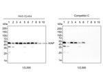 XIAP Antibody in Western Blot (WB)