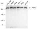 PRP8 Antibody in Western Blot (WB)