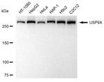 USP9X Antibody in Western Blot (WB)