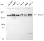 IQGAP1 Antibody in Western Blot (WB)