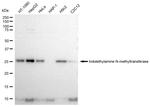 INMT Antibody in Western Blot (WB)
